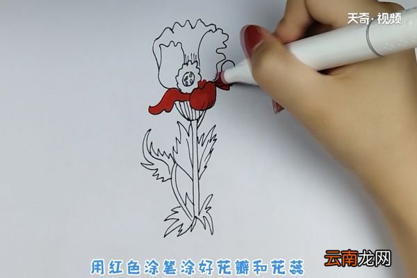 虞美人简笔画