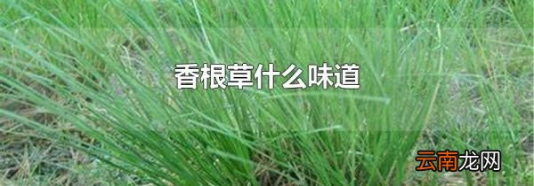 香根草什么味道