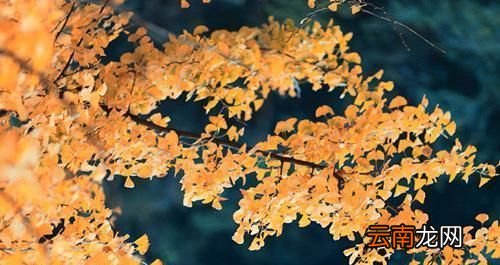 立秋处暑是什么意思？立秋处暑是什么时间？