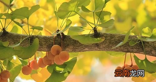立秋处暑是什么意思？立秋处暑是什么时间？