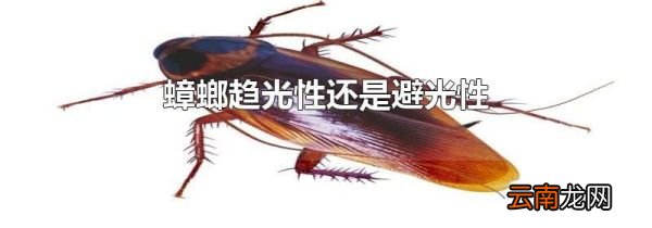 蟑螂趋光性还是避光性