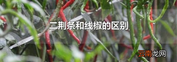 二荆条和线椒的区别
