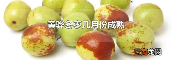 黄骅冬枣几月份成熟