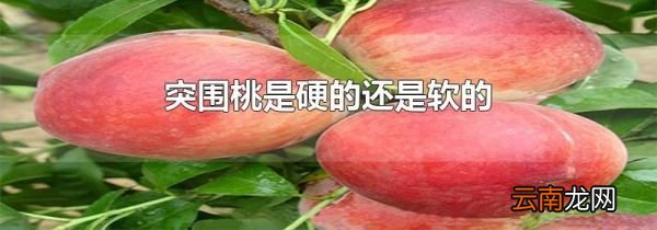 突围桃是硬的还是软的
