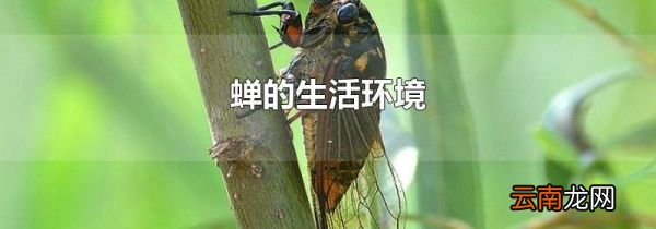 蝉的生活环境