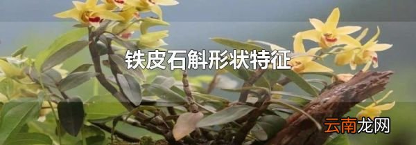 铁皮石斛形状特征