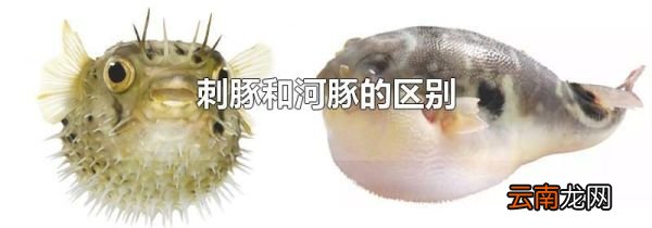 刺豚和河豚的区别