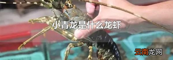 小青龙是什么龙虾