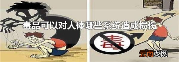 毒品可以对人体哪些系统造成损伤