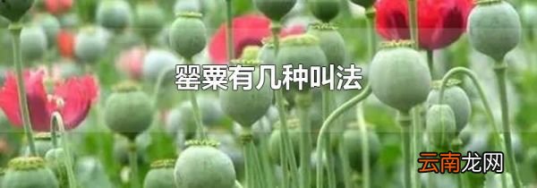 罂粟有几种叫法