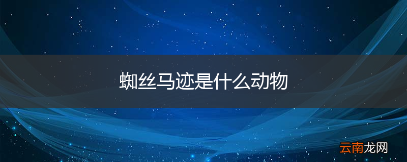 蜘丝马迹是什么动物