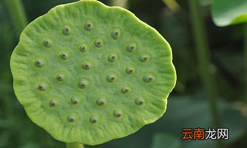 莲子如何快速去芯 莲子去芯方法