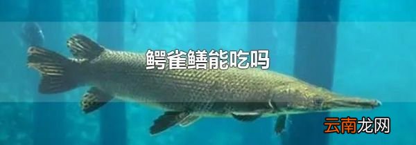 鳄雀鳝能吃吗