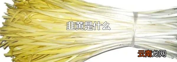 韭黄是什么