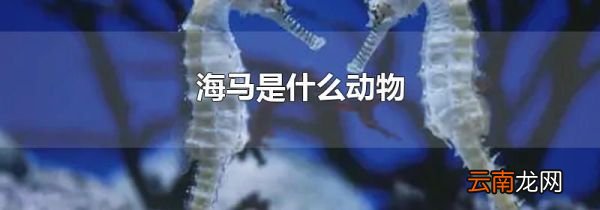 海马是什么动物