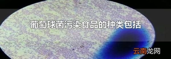 葡萄球菌污染食品的种类包括