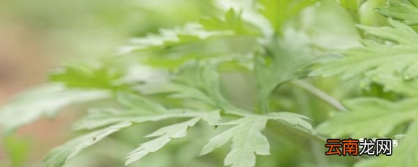 吃野菜需要注意什么 吃野菜需要注意啥