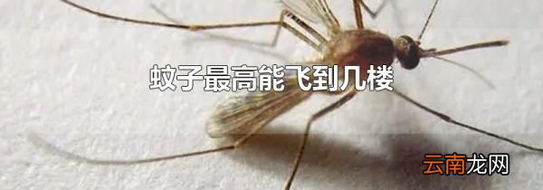 蚊子最高能飞到几楼