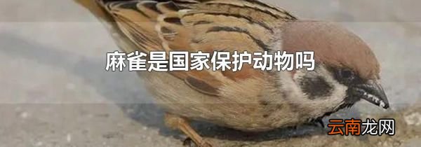 麻雀是国家保护动物吗