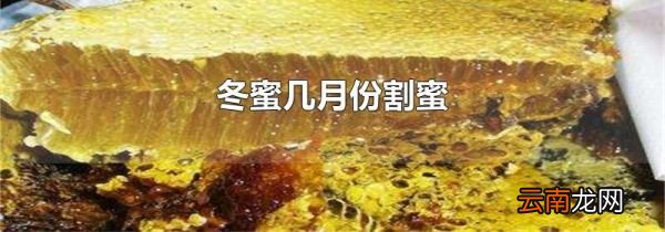冬蜜几月份割蜜