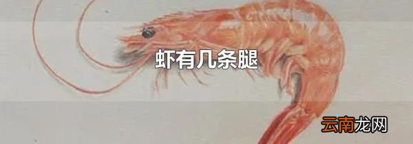 虾有几条腿