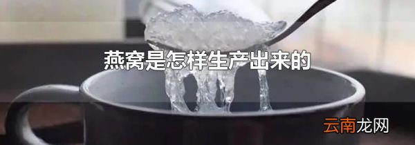 燕窝是怎样生产出来的