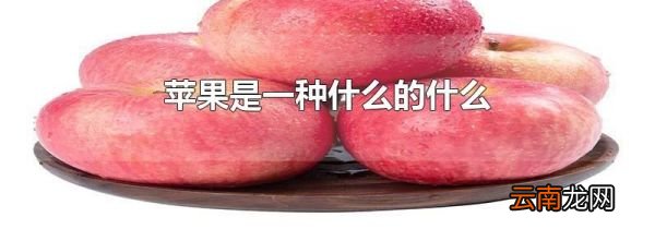 苹果是一种什么的什么