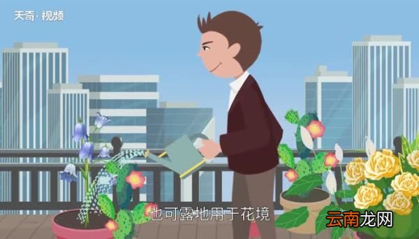 风铃草的花语 风铃花花语是什么