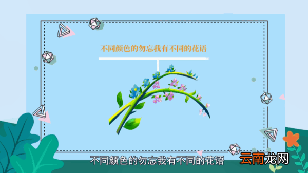 勿忘我花语 勿忘我花语是什么