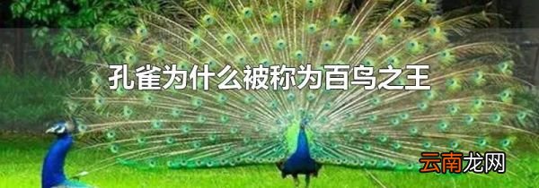 孔雀为什么被称为百鸟之王