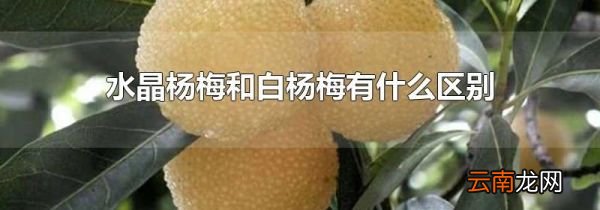 水晶杨梅和白杨梅有什么区别