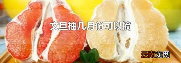 文旦柚几月份可以摘