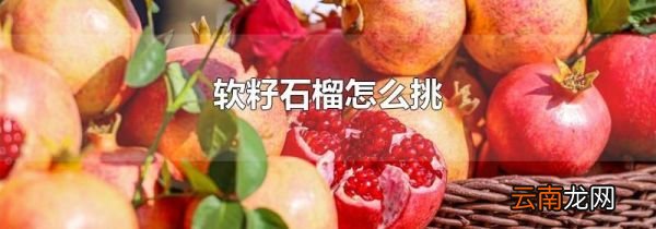 软籽石榴怎么挑
