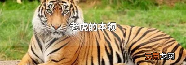 老虎的本领