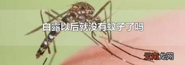白露以后就没有蚊子了吗