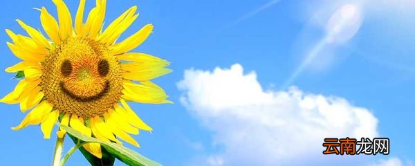 向日葵为什么总是向着太阳 向日葵总是向着太阳的原因