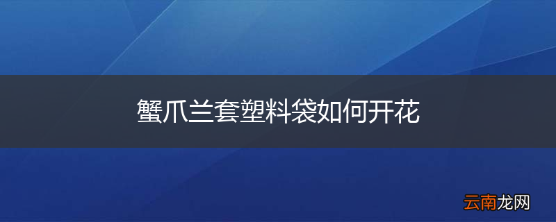 蟹爪兰套塑料袋如何开花