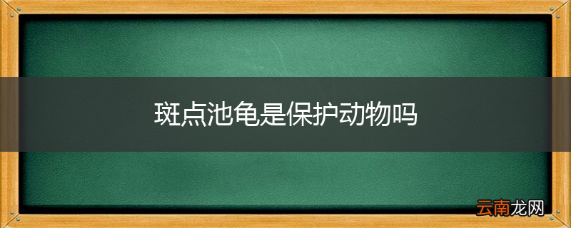 斑点池龟是保护动物吗