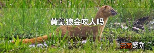 黄鼠狼会咬人吗