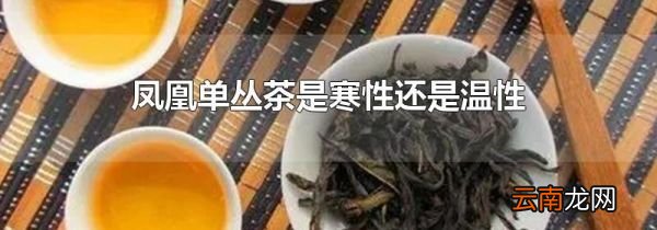 凤凰单丛茶是寒性还是温性