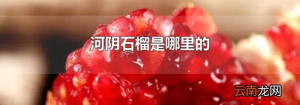 河阴石榴是哪里的