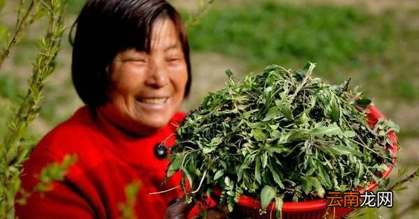 春分为什么要吃春菜？