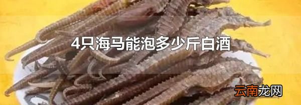4只海马能泡多少斤白酒