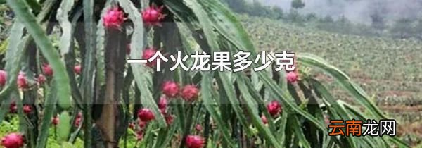 一个火龙果多少克