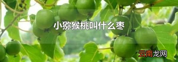 小猕猴桃叫什么枣