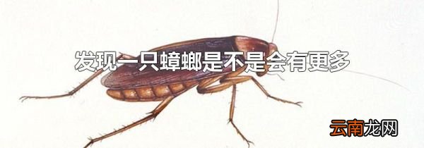 发现一只蟑螂是不是会有更多
