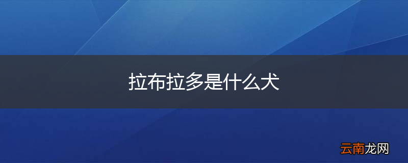 拉布拉多是什么犬