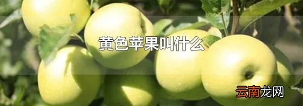 黄色苹果叫什么