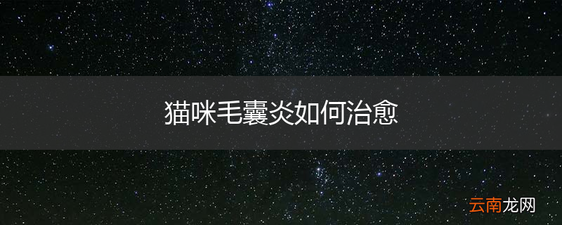 猫咪毛囊炎如何治愈