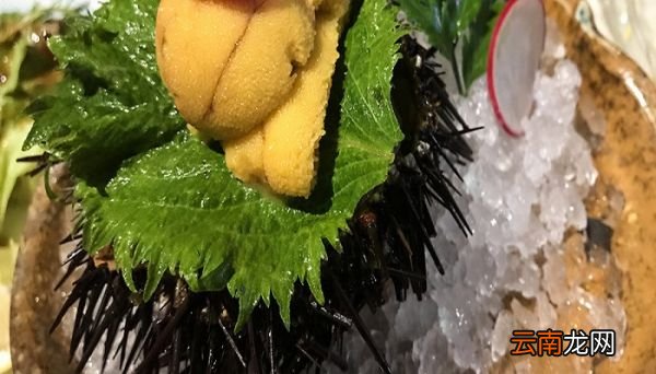 海胆怎么吃 海胆的做法